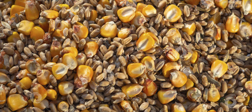 Скачать Естественный текстурированный фон из зерновой смеси пшеницы и кукурузы фотосток Ozero
