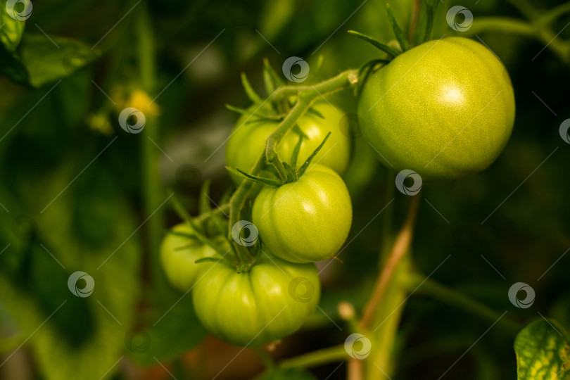 Скачать Помидоры на ветке. Незрелые зеленые помидоры. Куст с зелеными овощами в саду. Экологически чистый продукт. Вегетарианство. фотосток Ozero