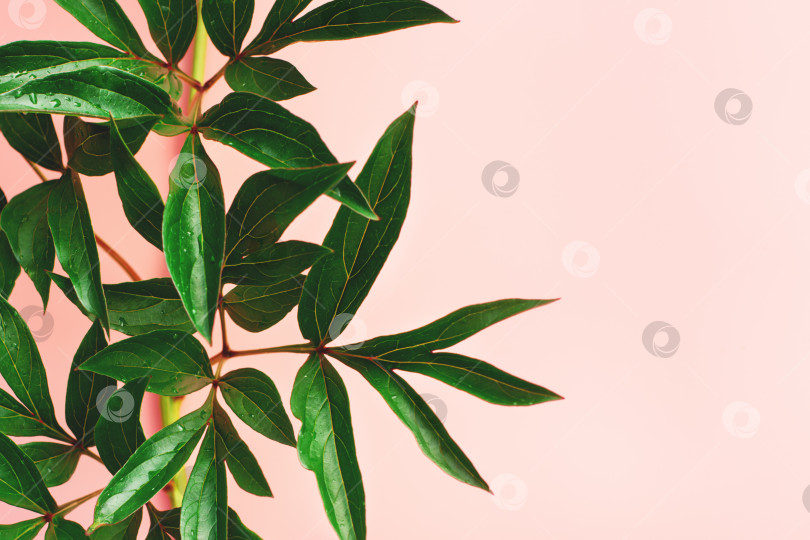 Скачать Розовый фон с натуральными зелеными листьями и местом для текста. фотосток Ozero