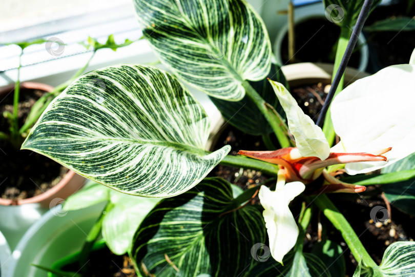 Скачать Комнатное растение филодендрон Биркин на подоконнике у окна. Выращивание комнатных растений и уход за ними фотосток Ozero