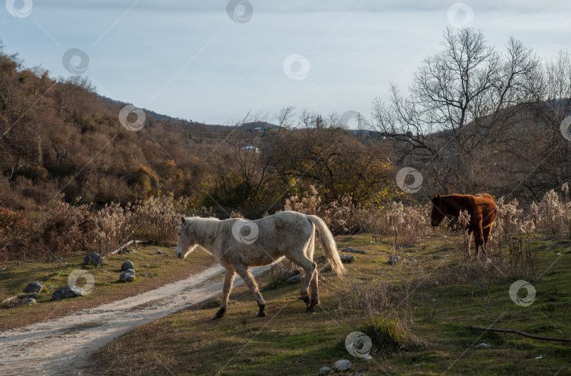 Скачать домашний скот в природе фотосток Ozero