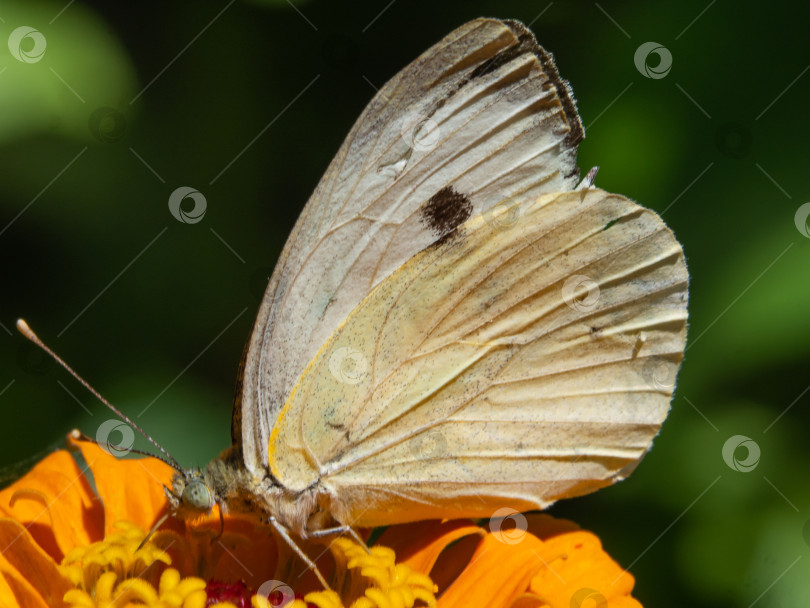 Скачать Макро белая бабочка на желтом цветке на зеленом фоне. фотосток Ozero