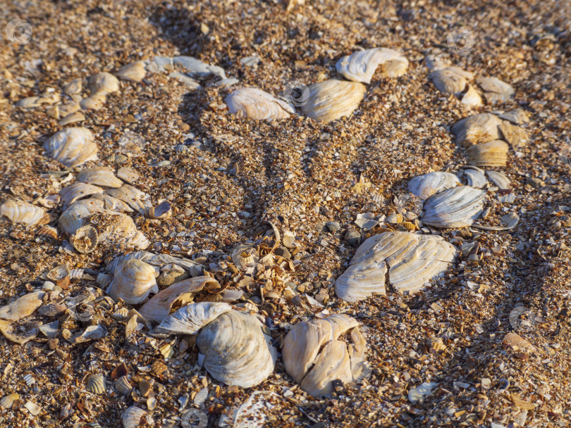 Скачать Раздавленное сердце, выложенное из ракушек на песке фотосток Ozero