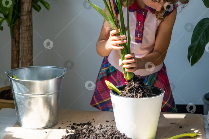 Скачать Девушка пересаживает комнатное растение в горшке в новую почву с дренажом. Спатифиллум сенсейшн, уход за комнатными растениями, полив, подкормка, разбрызгайте смесь совком и утрамбуйте в горшке фотосток Ozero