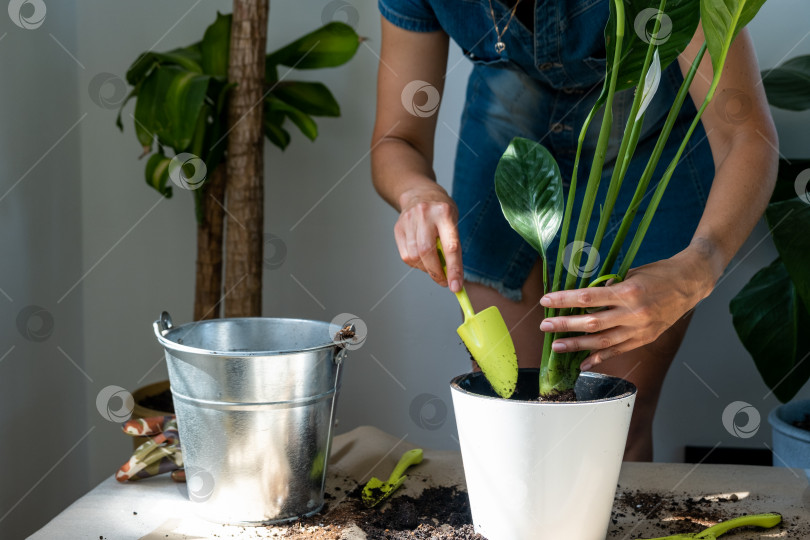Скачать Женщина пересаживает комнатное растение в горшке в новую почву с дренажом. Спатифиллум сенсейшн, уход за комнатными растениями, полив, подкормка, разбрызгайте смесь совком и утрамбуйте в горшке фотосток Ozero