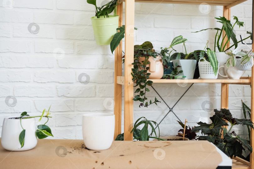 Скачать Пересадка домашнего растения Philodendron scandens Brazil в горшок с лицевой стороной. Женщина сажает черенок с корнями в новую почву. Уход за растением в горшке, руки крупным планом фотосток Ozero