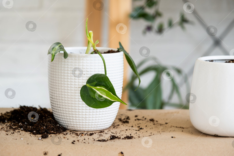 Скачать Пересадка домашнего растения Philodendron scandens Brazil в горшок с лицевой стороной. Женщина сажает черенок с корнями в новую почву. Уход за растением в горшке, руки крупным планом фотосток Ozero