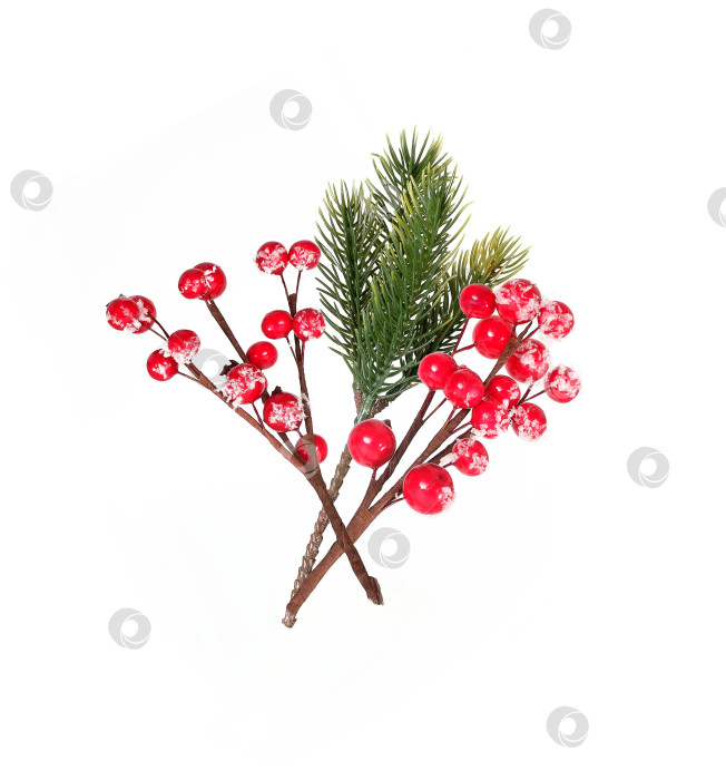 Скачать Рождественские украшения: ветка рождественской елки с ягодами под снегом фотосток Ozero