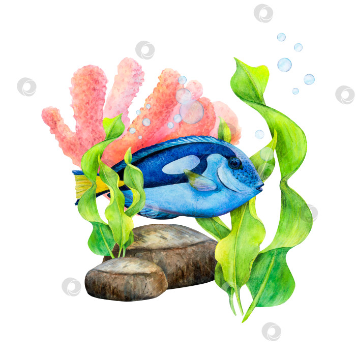 Скачать Набор акварельных рисунков с ленточными водорослями, донными камнями, кораллами, пузырьками воздуха и рыбой-хирургом на белом фоне. Подводное изображение для иллюстрации, наклеек, логотипа, текстильной печати фотосток Ozero