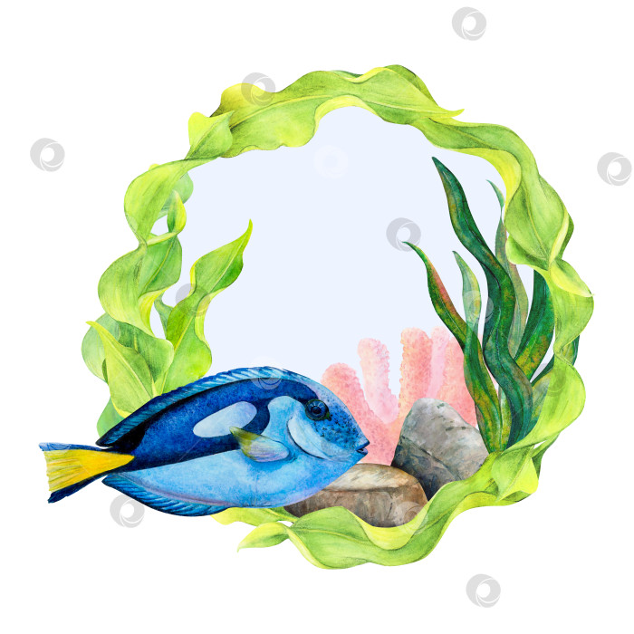 Скачать Круговая рамка для акварельного рисунка из изогнутых ленточных водорослей, кораллов, донных камней и рыбы-хирурга, выделенных на белом фоне со светло-голубым центром. Подводная иллюстрация для наклеек, логотипа, фоторамки фотосток Ozero