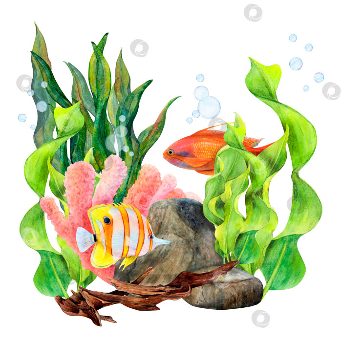 Рыбки и водоросли