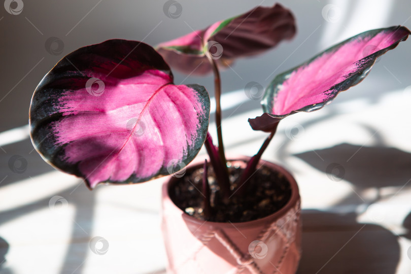 Скачать Калатея розовопикта Дотти, розово-розовый лист крупным планом на подоконнике при ярком солнечном свете с тенями. Комнатные растения в горшках, зеленый декор для дома, уход и выращивание, сорт марантовых. фотосток Ozero