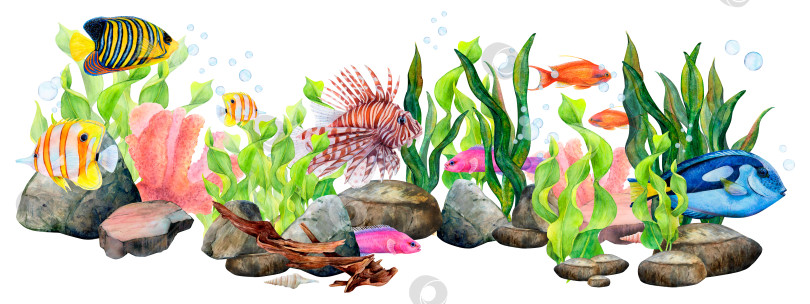 Скачать Акварельный рисунок бордюра из набора ленточных водорослей, донных камней, кораллов, коряги, рыбы-хирурга, королевского ангела, рыбы фридмана, крылатки, золотого антиаса и рыбы-бабочки на белом фоне. Подводная жизнь для наклеек, логотипов, текстильной печати фотосток Ozero