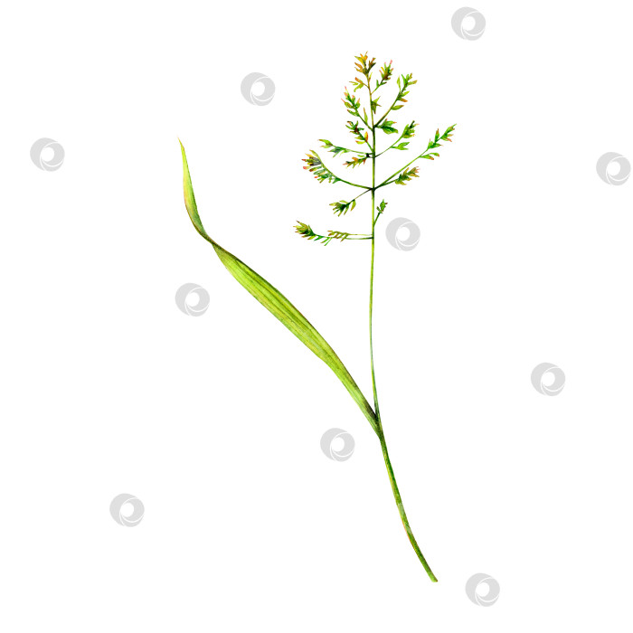 Скачать Луговой мятлик, нарисованный от руки. Акварельная цветочная иллюстрация нежной травы, выделенной на белом фоне. Луговой дикий цветок, окрашенный естественным образом для текстильной тиснения, логотипов, открыток, дизайнов и приглашений фотосток Ozero