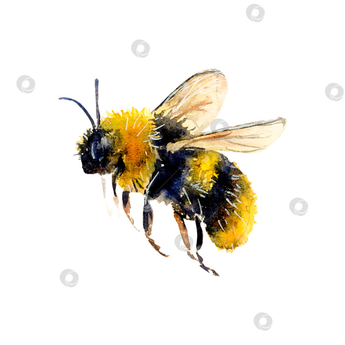 Скачать Акварельная иллюстрация пчелы, нарисованная от руки на белом фоне. Реалистичное изображение животного для значка или логотипа, дизайна и поздравлений фотосток Ozero