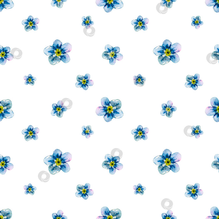 Скачать Бутоны полевых незабудок, нарисованные от руки, создают бесшовную связь. Акварельная цветочная иллюстрация с нежными голубыми цветочными головками на белом фоне. Луговой дикий цветок, искусно раскрашенный для текстильной печати, упаковки, открыток, обоев фотосток Ozero
