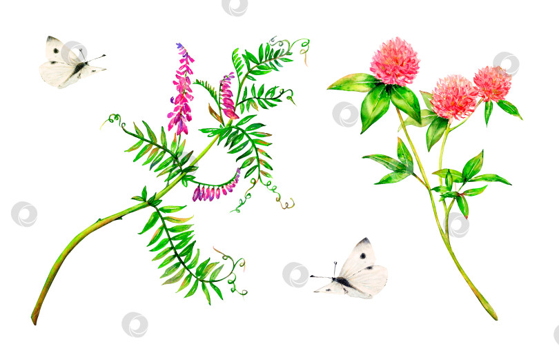 Скачать Пурпурно-красный набор луговых цветов - полевой колокольчик и клевер, а также белые бабочки, нарисованные от руки. Акварельная цветочная иллюстрация с изображением нежных цветов, выделенных на белом фоне. Луговой дикий цветок, окрашенный естественным образом для текстильной тиснения, логотипов, открыток, дизайнов и приглашений фотосток Ozero