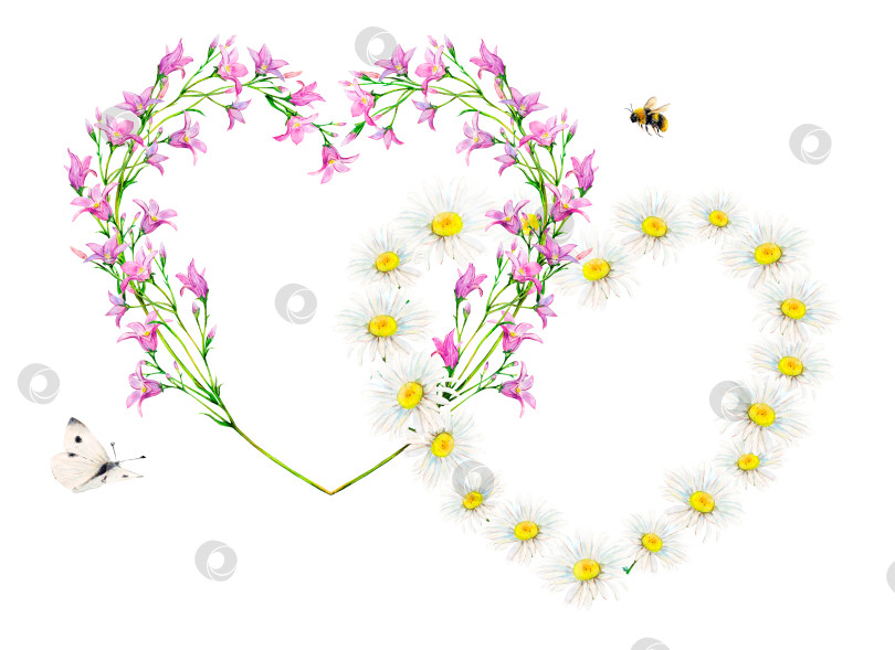 Скачать Цветы ромашки и колокольчика в форме сердца обрамляют рамки, нарисованные от руки на белом фоне. Нежная акварельная цветочная иллюстрация с белой бабочкой и пчелой. Полевые цветы, искусно нарисованные для логотипов, открыток, фоторамок фотосток Ozero