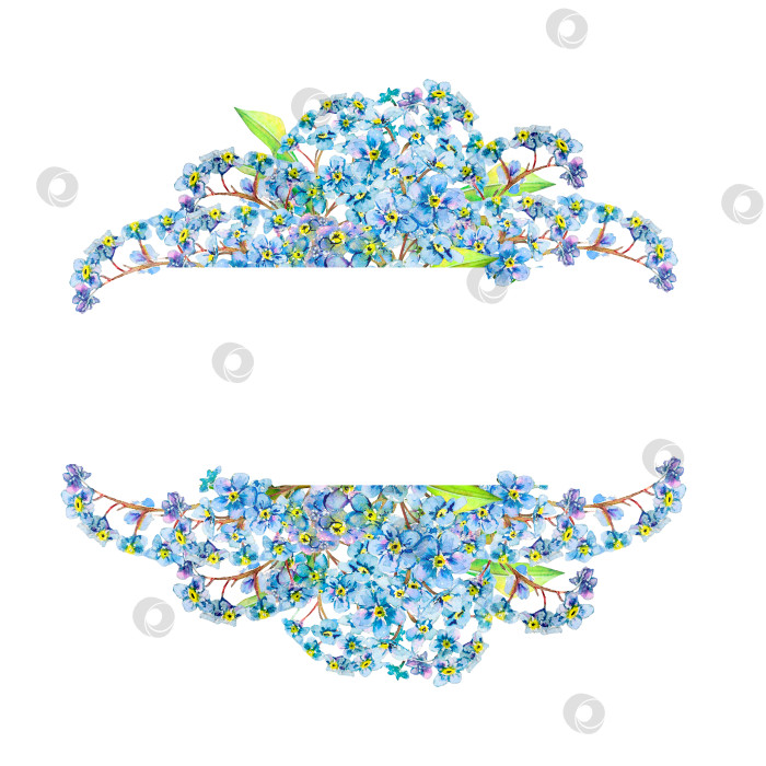 Скачать Голубая акварельная рамка с незабудками, нарисованная от руки. Акварельная ботаническая иллюстрация нежных цветов, выделенных на белом фоне. Луговой дикий цветок, окрашенный естественным образом для текстильной тиснения, логотипов, открыток, дизайнов и приглашений фотосток Ozero