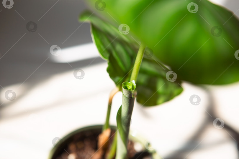 Скачать Росток калатеи круглолистной раскрывает зеленые листья крупным планом на подоконнике при ярком солнечном свете с тенями. Комнатные растения в горшках, зеленый декор для дома, уход и выращивание, сорт марантовых. фотосток Ozero