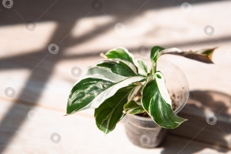 Скачать Калатея фьюжн бело-зеленый пестрый лист крупным планом на подоконнике при ярком солнечном свете с тенями. Комнатные растения в горшках, зеленый декор для дома, уход и выращивание, сорт марантовых. фотосток Ozero