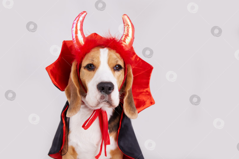 Скачать Собака породы бигль с дьявольскими рогами и накидкой в качестве забавного наряда на Хэллоуин фотосток Ozero
