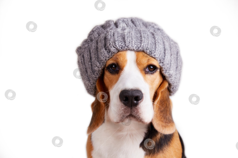 Скачать Собака породы бигль в вязаной серой шапочке на белом изолированном фоне. фотосток Ozero