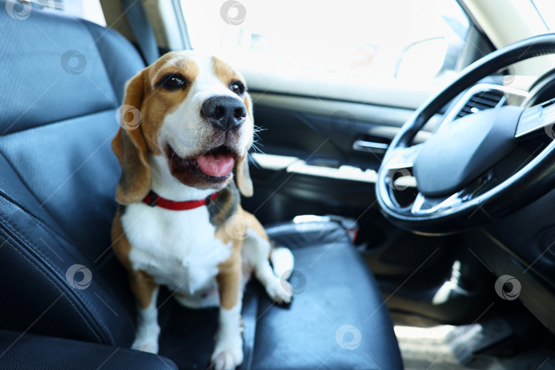 Скачать Собака породы бигль сидит на переднем сиденье автомобиля и ждет, когда ее подвезут. фотосток Ozero