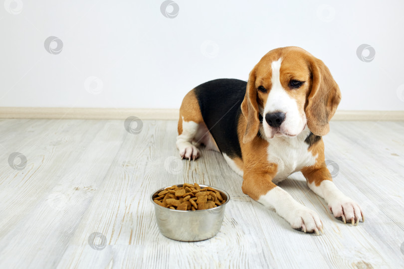 Скачать Голодная собака породы бигль лежит на полу и смотрит на миску с сухим кормом. фотосток Ozero