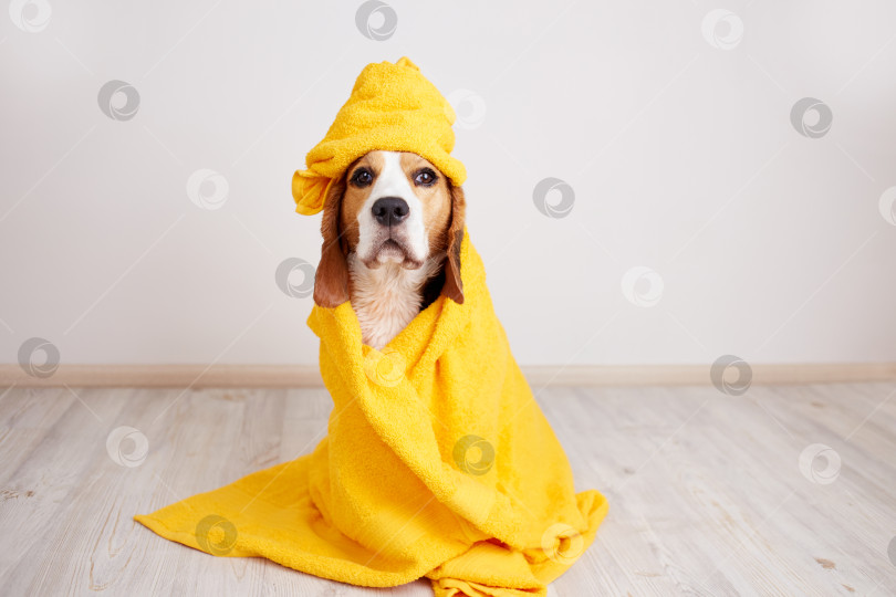 Скачать Собака породы бигль в желтом полотенце после купания. фотосток Ozero
