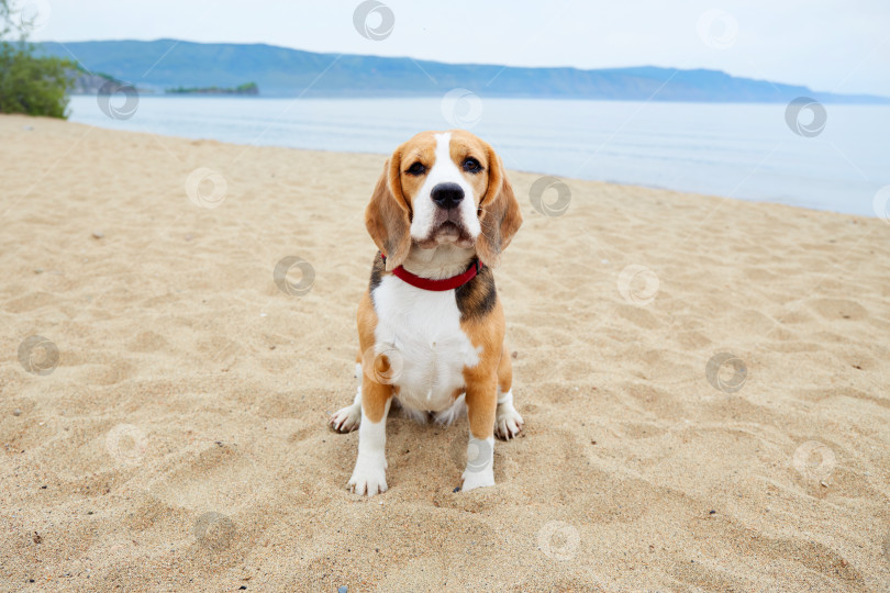 Скачать Симпатичная собачка бигль на песчаном пляже. Летние каникулы фотосток Ozero