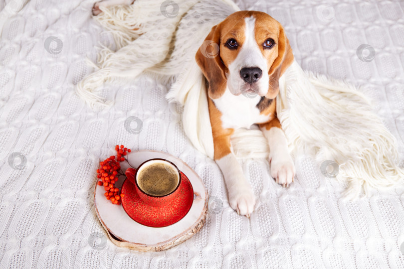 Скачать На кровати лежит собака породы бигль. Животное покрыто белым одеялом. фотосток Ozero