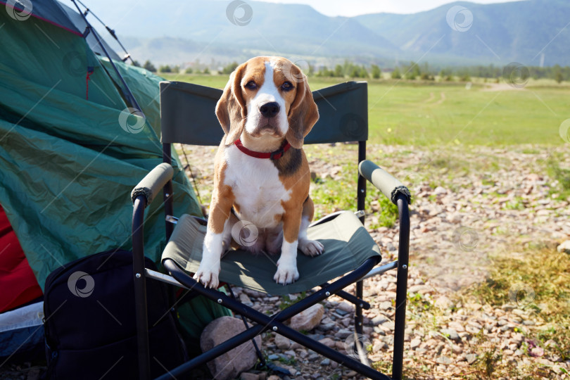 Скачать Собака породы бигль сидит на походном стуле рядом с палаткой. фотосток Ozero