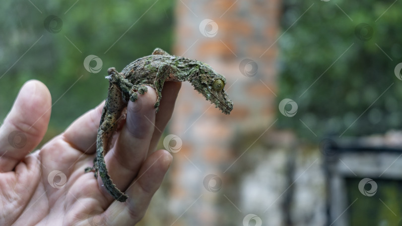 Скачать Маленький зеленый геккон сидит на руке мужчины. фотосток Ozero