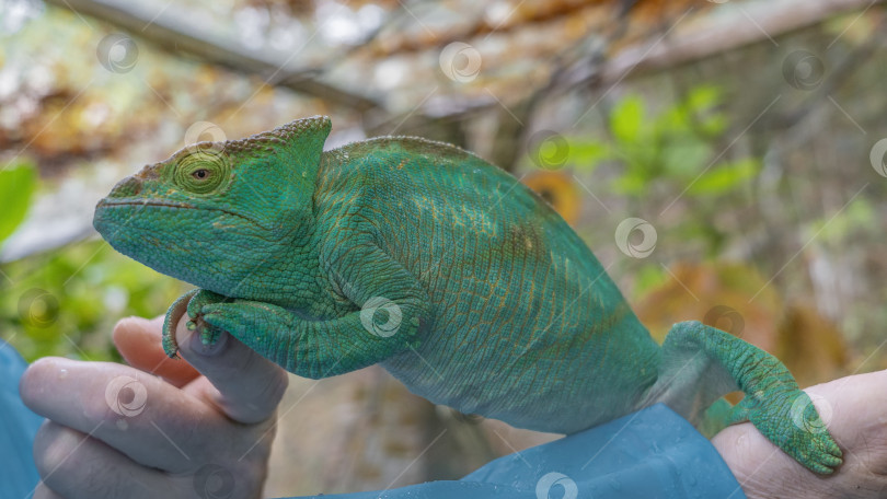 Скачать Крупный ярко-зеленый хамелеон Calumma globifer фотосток Ozero