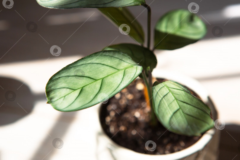 Скачать Ctenanthe burle-marxii Amagris, лист мяты калатеи крупным планом на подоконнике при ярком солнечном свете с тенями. Комнатные растения в горшках, зеленый декор дома, уход и выращивание фотосток Ozero