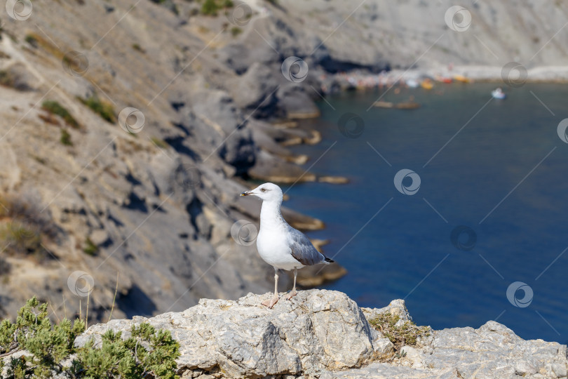 Скачать Чайка на мысе Капчик фотосток Ozero