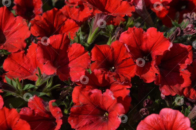 Скачать Красные цветы петунии. Яркий красивый цветочный фон. фотосток Ozero