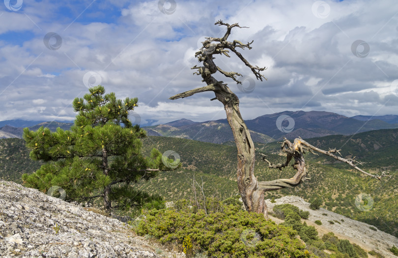 Скачать Реликтовые сосны в крымских горах фотосток Ozero