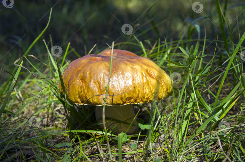 Скачать Копеечная булочка (boletus edulis), залитая солнцем. фотосток Ozero