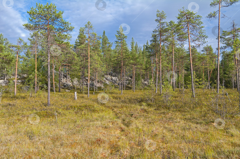 Скачать Заболоченная опушка леса. фотосток Ozero