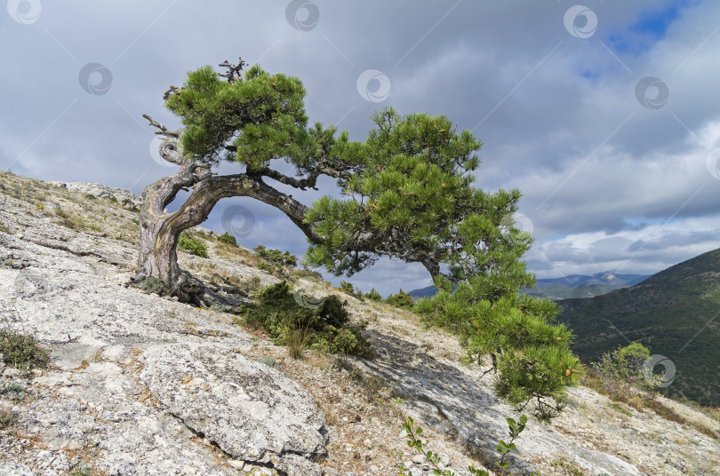 Скачать Реликтовая сосна на склоне горы. Крым. фотосток Ozero