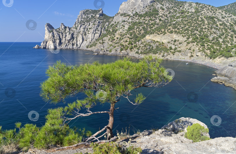 Скачать Маленькая сосна на утесе над морем. фотосток Ozero