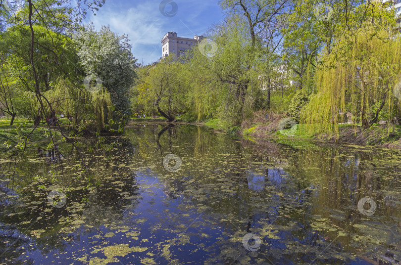 Скачать Старый заросший пруд. фотосток Ozero