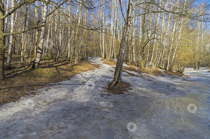 Скачать Весенний лес. фотосток Ozero