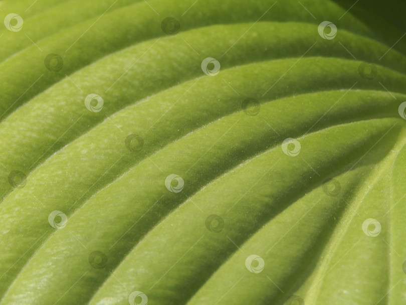 Скачать Динамичная диагональная естественная фоновая текстура зеленого листа. Текс фотосток Ozero