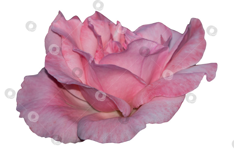Скачать Розовая изолированная роза - это нежный бутон цветка, изолированный на белой фотосток Ozero