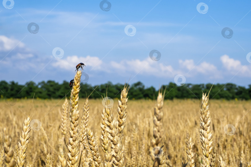 Скачать Золотистая спелая пшеница на фоне голубого неба. Пшеничное поле. Крупный план  фотосток Ozero