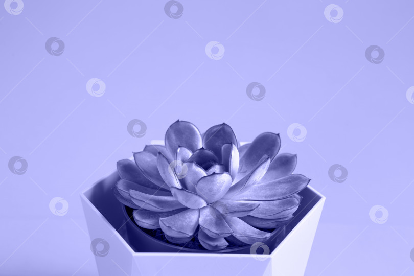 Скачать Эхеверия в горшке на пурпурном фоне, очень нежном. Комнатное растение, зеленый дом, суккулент - это символ гармонии. Пространство для копирования. Уход за комнатными растениями фотосток Ozero