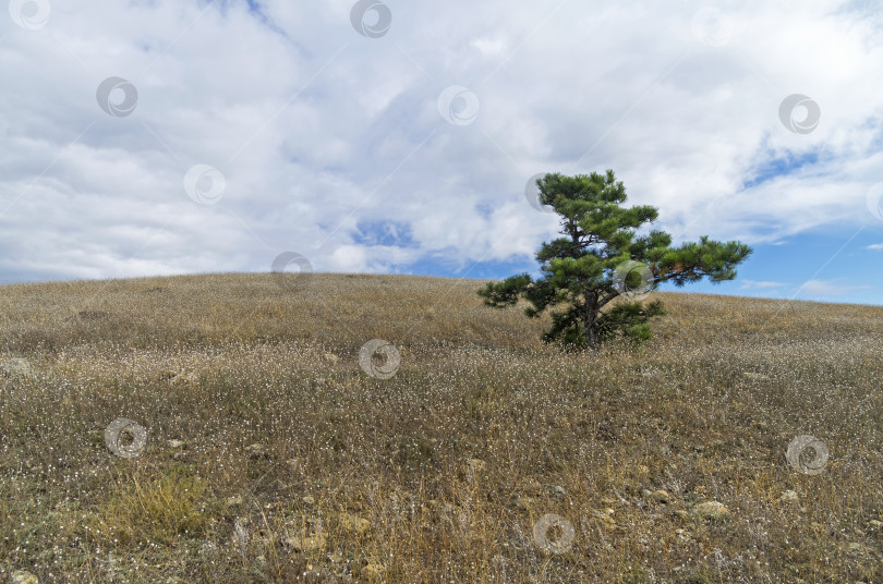 Скачать Реликтовая сосна на вершине горы. Крым. фотосток Ozero